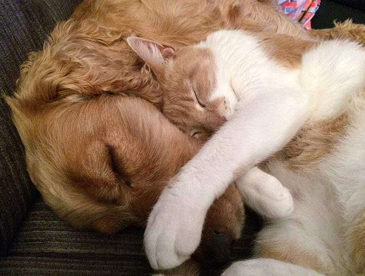 Cat & Dog Care